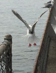 Tom - Klaar voor de landing